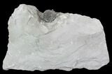 Wide Enrolled Flexicalymene Trilobite - Mt Orab, Ohio #85624-1